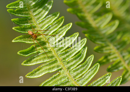 Makroaufnahme einer braune Spinne auf grünes Blatt von Fern gesehen an der Spitze Stockfoto