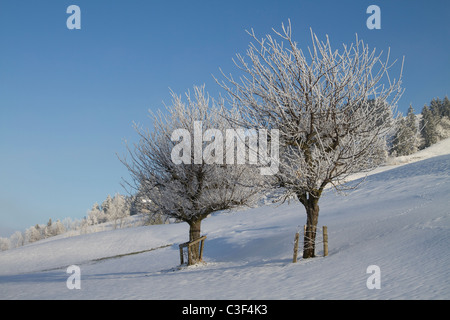 Winterlandschaft, Hügel mit Bäumen Stockfoto