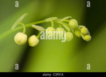 Convallariaarten majalis Stockfoto