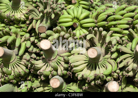 Haufen von frisch geschnittenen Banane Baum Zweige voll Banane Trauben vor Marktreife, Luxor, Ägypten Stockfoto
