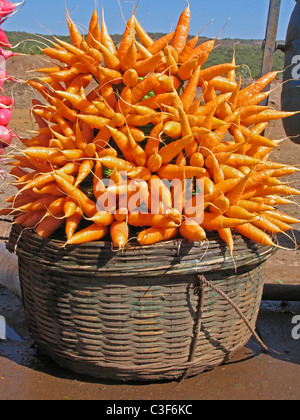 Karotte, Daucus Carota Var Mativue zum Verkauf in einem Markt, Indien Stockfoto