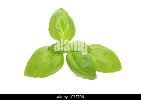 Zweig frisches Basilikum Pflanze Blätter isoliert gegen weiß Stockfoto
