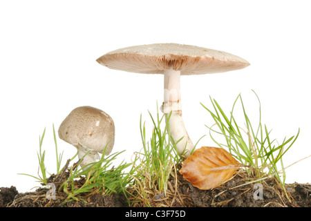 Zwei wilde Pilze wachsen in Boden, Wurf, Gras- und Blatt Stockfoto