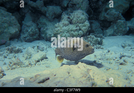 Perlhühner Kugelfisch - weiß gefleckten Kugelfisch - goldener Kugelfisch (Arothron Meleagris) schwimmen am Korallenriff Stockfoto