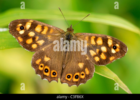 Makro gesprenkelten Holz Schmetterling (Pararge Aegeria) auf dem Rasen Stockfoto