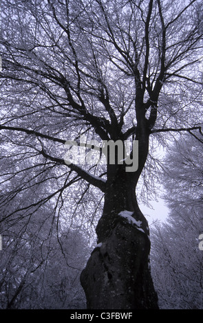 Buche im Winter. Stockfoto
