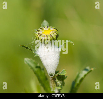 Cuckoo Spit eines Blutzikade-Fehlers auf einer Daisy-Knospe Stockfoto