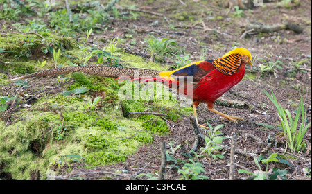 Goldene oder chinesische Fasan Chrysolophus Pictus in Tresco Abbey Gardens auf die Isles of Scilly Stockfoto