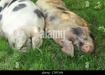 Ein paar von Gloucestershire alten Spot Schweine schlafen Stockfoto