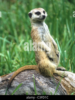 Die Erdmännchen oder Suricate Suricata Suricatta, ein kleines Säugetier ist Mitglied der Mungo-Familie. Stockfoto
