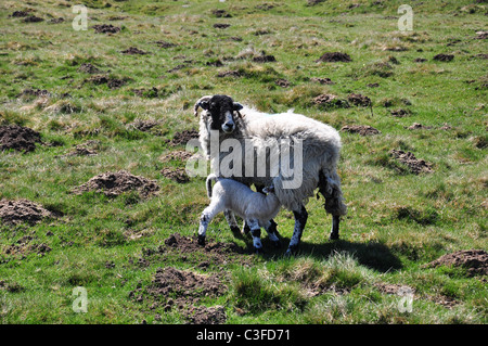 Schafe weiden auf grüner Wiese Stockfoto