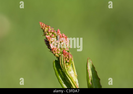 Dock Rumex obtusifolius Stockfoto