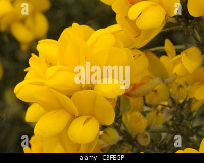 Ginster Stockfoto