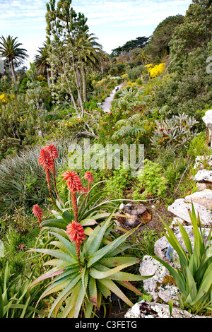 Dachterrasse der Tresco Abtei Gärten in den Isles of Scilly zeigt eine entfernte paar unter üppiger tropischer Vegetation Wandern Stockfoto