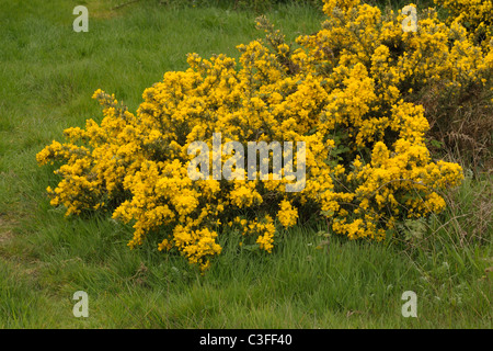 Ginster Stockfoto