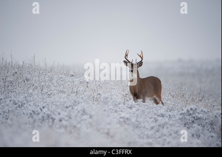 White-tailed Buck im Schnee, Western Montana Stockfoto