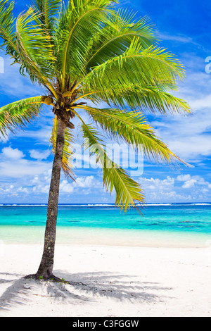 Einzige Palme mit Blick auf erstaunliche blaue Lagune Stockfoto