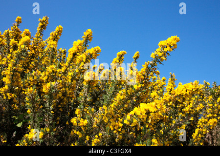 Gemeinsamen Gorse, Ulex Europaeus Busch gelbe Blüten vor blauem Himmel Stockfoto