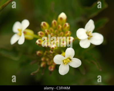 Brunnenkresse, Kapuzinerkresse Officinale oder Rorippa Kapuzinerkresse-aquaticum Stockfoto