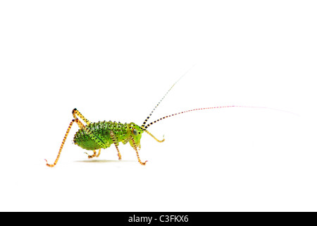 Baby speckled Bush Cricket auf weißem Hintergrund Stockfoto