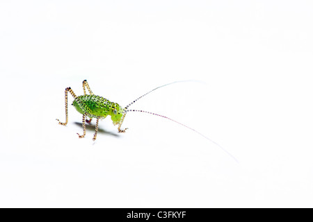 Baby speckled Bush Cricket auf weißem Hintergrund Stockfoto