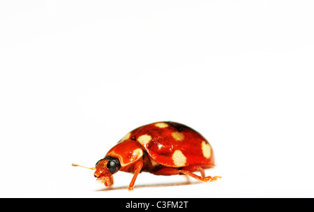 kleine rote und weiße Käfer auf weißem Hintergrund Stockfoto