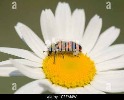 Karierte Bee Käfer (Trichodes Apiarius), Frankreich Stockfoto