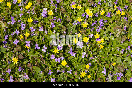 Hübsche Begleitung der Gemeinsamen Hund Veilchen Viola riviniana und Scharbockskraut Ranunculus ficaria auf Samson Scilly-inseln Stockfoto