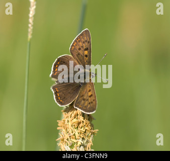 Lila-Schuss Kupfer (Heodes Alciphron), Frankreich Stockfoto