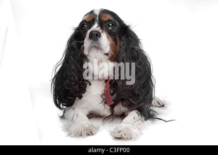 Cavalier King Charles Spaniel vor einem weißen Hintergrund Stockfoto