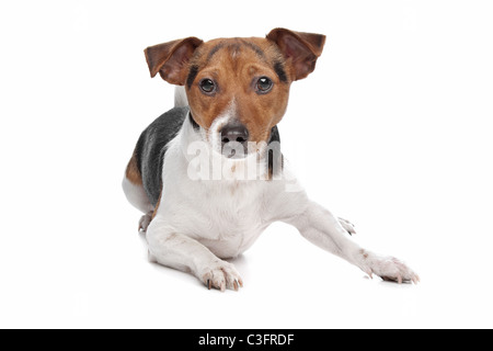 Jack Russel Terrier Hund vor einem weißen Hintergrund Stockfoto