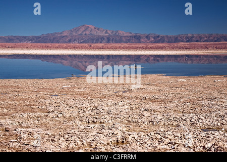 Laguna Chaxa im Salar de Atacama, Chile Stockfoto