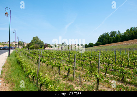 Ein Weinberg in der Nähe von Saint Emilion, Gironde Aquitaine South West Frankreich EU Stockfoto