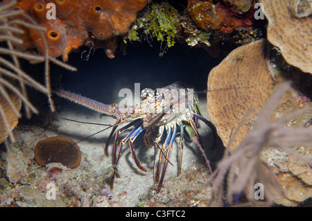 Ein Hummer späht heraus unter einem Unterwasser Felsvorsprung. Stockfoto