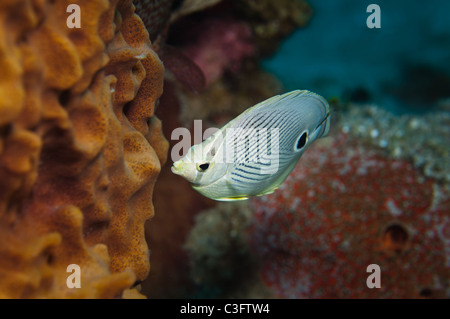 Vier Augen Butterflyfish sind häufig begegnet Kreaturen auf karibische Riffe gefunden. Stockfoto