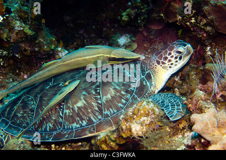 Weißer Suckerfish finden Sie oft auf der Rückseite von größeren Meerestieren wie dieser grüne Meeresschildkröte Trampen. Stockfoto