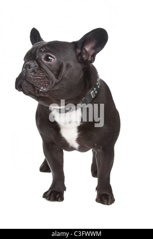 Französische Bulldogge vor einem weißen Hintergrund Stockfoto