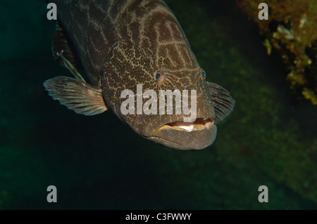 Schwarzen Zackenbarsche sind einige der größeren Raubfischen, die Karibik Riffe zu finden. Stockfoto