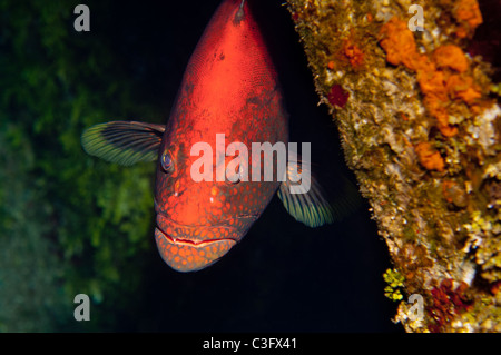 Schwarzen Zackenbarsche sind einige der größeren Raubfischen, die Karibik Riffe zu finden. Stockfoto