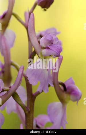 Frühe lila Orchidee Orchis mascula Stockfoto