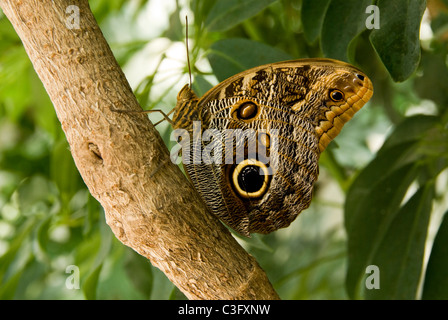 Mexiko. Eule Auge Schmetterling (Caligo Memnon). Stockfoto