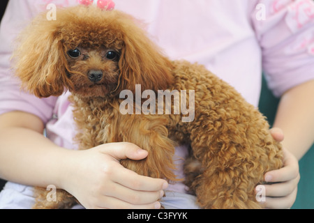 Asiatische Kind einen Spielzeug Pudelhund in den Armen halten Stockfoto