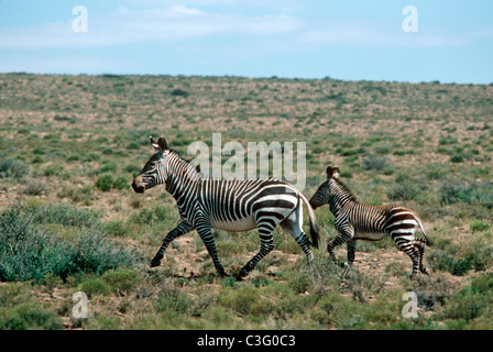 Kap-Bergzebra (Equus (= Hippotigris) Zebra-Zebra: Equiden) Mutter und Fohlen im Mountain Zebra National Park, Südafrika Stockfoto