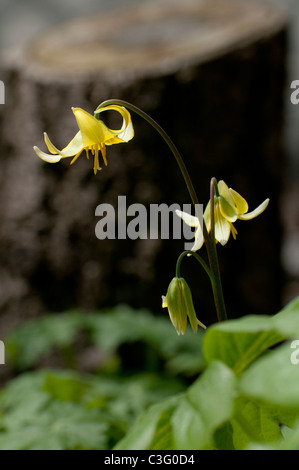 Ein Dogtooth Veilchen, Erythronium "Pagode", nickt seinen Kopf in einem Wald Garten. Stockfoto