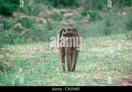 Chacma / Savannah Pavian (Papio Cynocephalus Ursinus: Cercopithecidae) männlich bellen an einen Rivalen in der Savanne, Südafrika Stockfoto