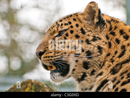 Amur-Leopard (Captive) Stockfoto