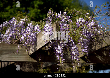 Wisteria floribunda wächst auf einem Cotswold Stone House, England