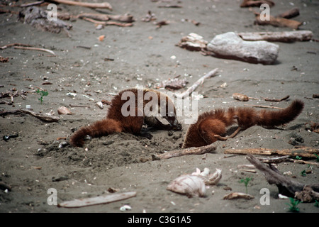 Weiße Nase Nasenbären (Nasua Narica: Procyonidae) Ausgraben von neu verlegten Eiern von Pacific Ridley Turtle, Costa Rica Stockfoto