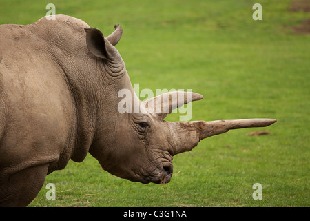 Breitmaulnashorn Porträt Stockfoto