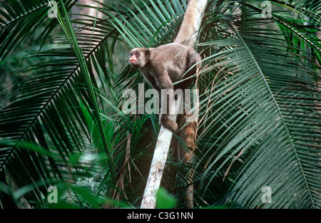 Muriqui, oder wollig Klammeraffe (Brachyteles Arachnoides: Cebidae) männlichen Atlantikküste Regenwald, Brasilien Stockfoto